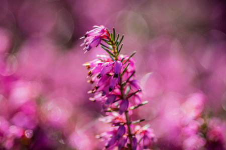 A closeup of Erica carnea in a field under the sunlight with a blurry background and bokeh effectの写真素材