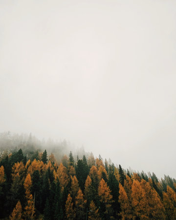 A low angle shot of a forest with multicolored larches during a foggy weatherの写真素材