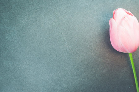 A top view of a pink tulip on a stone surface with copy spaceの写真素材