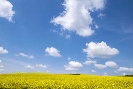 A vast yellow field with wildflowers and a blue sky over it