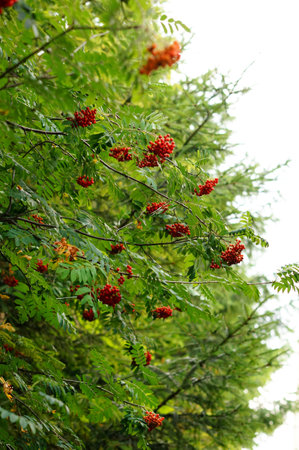 A vertical image of red flowers blooming on bushesの写真素材
