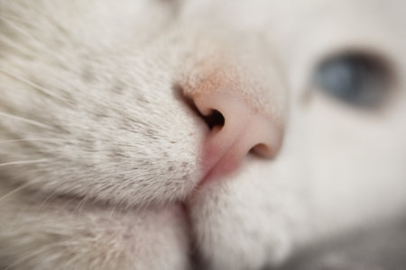 A selective focus shot of a cute white cat with multicolored eyesの写真素材