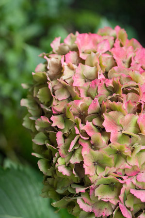 A vertical selective focus shot of growing plants in the greenery