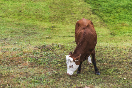 A high angle shot of a beautiful brown cow with a white head grazing in the green fieldの写真素材
