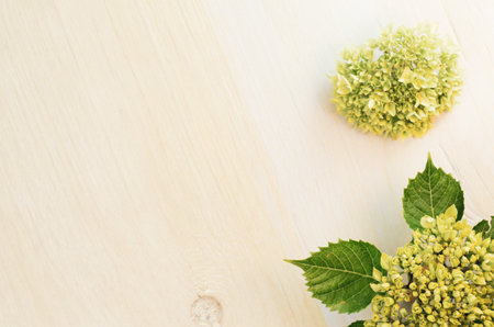 A top view of green Hydrangea buds on a wooden surfaceの写真素材