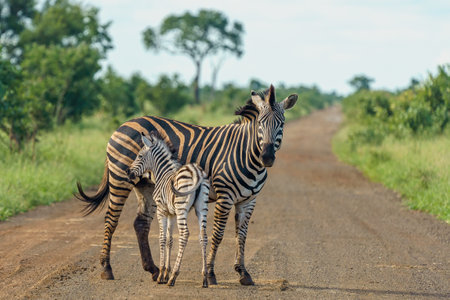 A shallow focus shot of a mother zebra with her baby standing on the road with a blurred backgroundの写真素材