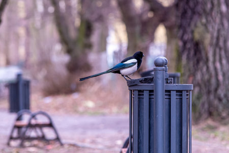 A closeup shot of a black-billed magpie bird standing on the trash can in the parkの写真素材