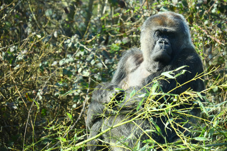 A closeup  shot of a black gorilla in the middle of the grass
