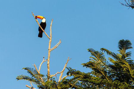 A low angle view of a Toco toucan standing on a tree branch surrounded by palms under the sunlight