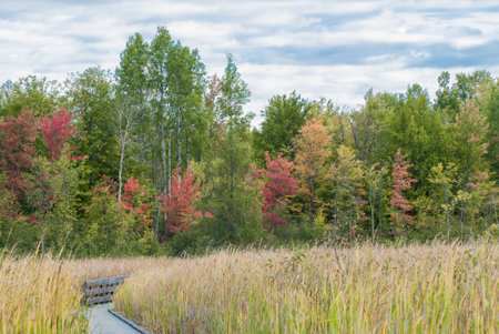 The beautiful view of the colorful trees under the blue skyの写真素材