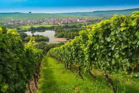 A wide angle shot of a set of grapevines and grass in front of the waterの写真素材