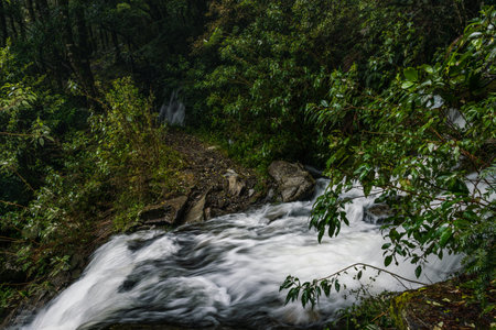 A stormy river flowing in a forest surrounded by a lot of beautiful green trees