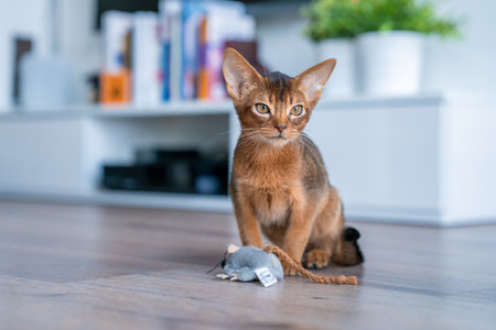 A shot of a funny Abyssinian kitten playing on the floor in the living roomの写真素材