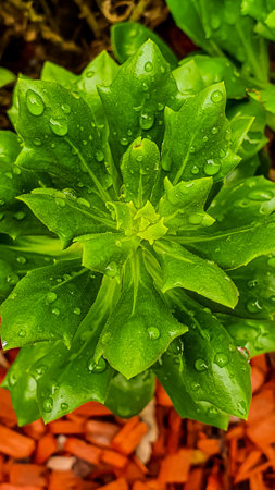 A vertical top view shot of a lush green fresh looking plant with raindrops