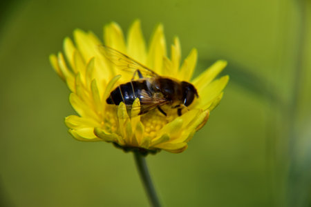 A selective focus shot of a bee on a yellow flower