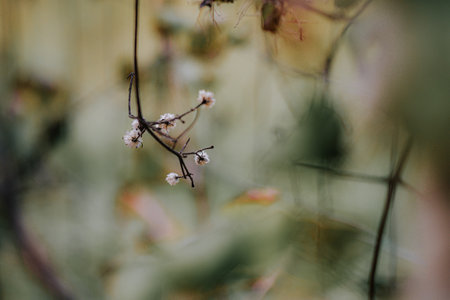 A selective focus shot of first blooming buds on branchesの写真素材
