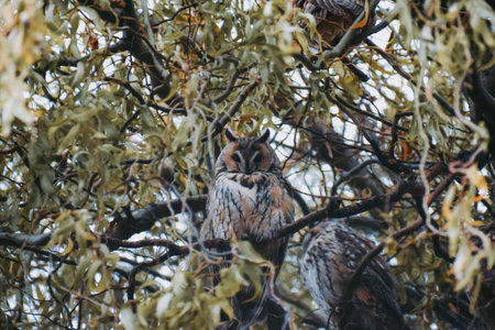 A beautiful shot of a long-eared owl perched in the tree branchesの写真素材