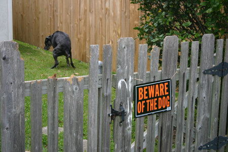 A black dog pooping on the lawn with the signage of  "Beware of the Dog" in the wooden fenceの写真素材