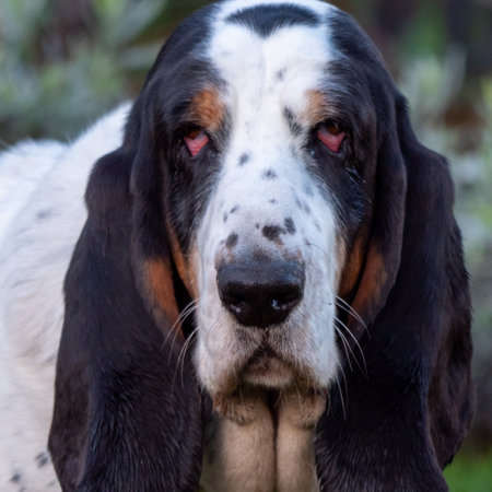 A portrait shot of an old basset hound with red eyes with black ears and white faceの写真素材