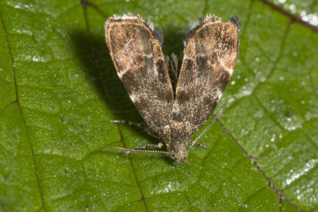 A closeup shot of an insect sitting on a green leaf