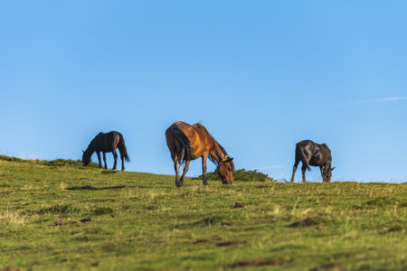 A selective focus shot of horses on a grassy field under a blue skyの写真素材