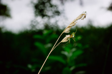 A selective focus shot of a green spider on the plant with a blurred backgroundの写真素材