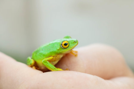 green frog with yellow eyes sitting on womans handi at Simangaliso Wetland Park and Sainte-Lucie, South Africaの写真素材