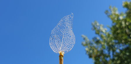 A panoramic closeup shot of a leaf's figure with a tree on the side under a blue skyの写真素材