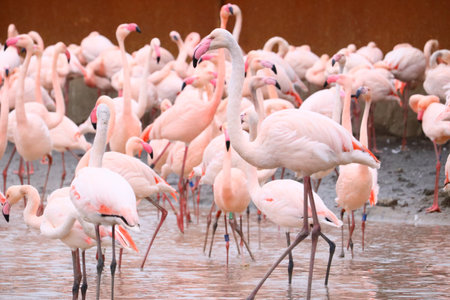 A beautiful shot of flamingos standing in the waterの写真素材