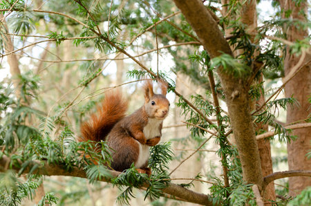 A closeup shot of a squirrel sitting on a tree branch with trees on the background