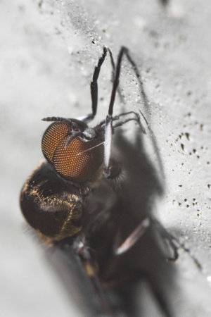 A closeup vertical shot of a big fly with orange eyes sitting on a wall