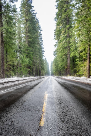 A vertical shot of an asphalt road next to a snowy forestの写真素材