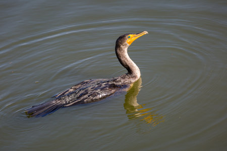 A cormorant with a yellow beak on the lake under the sunlight in Florida in the USの写真素材