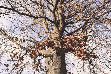 A low angle shot of a leafless tree under a cloudy sky