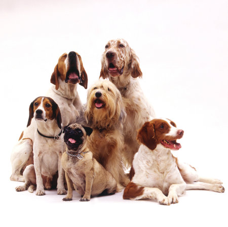 A beautiful shot of different dog breeds sitting on a white surface with a white backgroundの写真素材