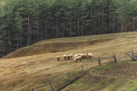 A field with a herd of sheep walking in the distanceの写真素材
