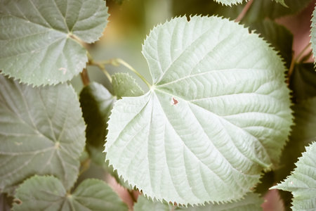A selective focus shot of round leaves in a garden