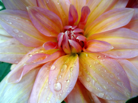 A closeup shot of a beautiful flower with waterdrops on it - perfect for backgroundの写真素材