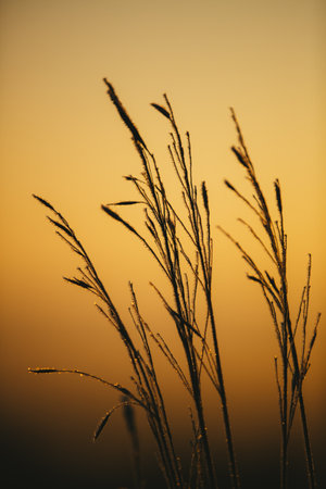 A vertical closeup shot of sweetgrass branches on a yellow background