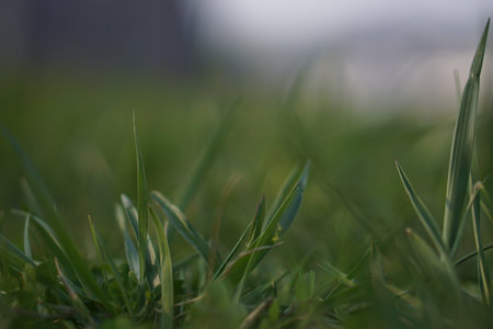 A selective focus shot of growing grass in the greeneryの写真素材