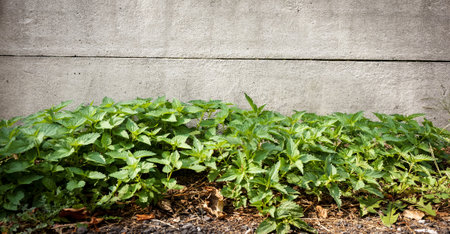 A certain species of plants growing next to a grey concrete wall
