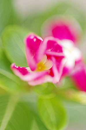 A vertical shot of a green plant with pink blooming flowers on the out-of-focus backgroundの写真素材