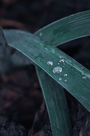 A selective focus shot of leaves covered with dewdrops