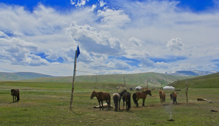 A beautiful shot black and brown horses on grassy hillsの写真素材