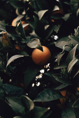 A vertical closeup shot of an orange growing on the tree among green leavesの写真素材