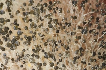 A selective focus shot of fungus on a red pepperの写真素材