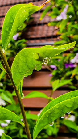 A closeup vertical shot of lush green leaves with hanging raindrops
