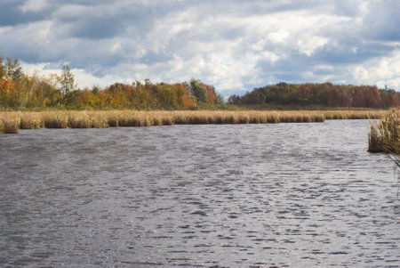 A beautiful shot of the lake surrounded by dried grass in Mer Bleu Bog area near Ontario, Canadaの写真素材
