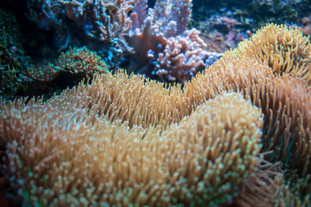 An underwater shot of actinia coralsの写真素材
