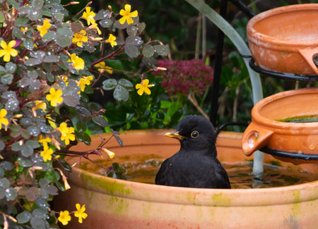 A closeup shot of common blackbird